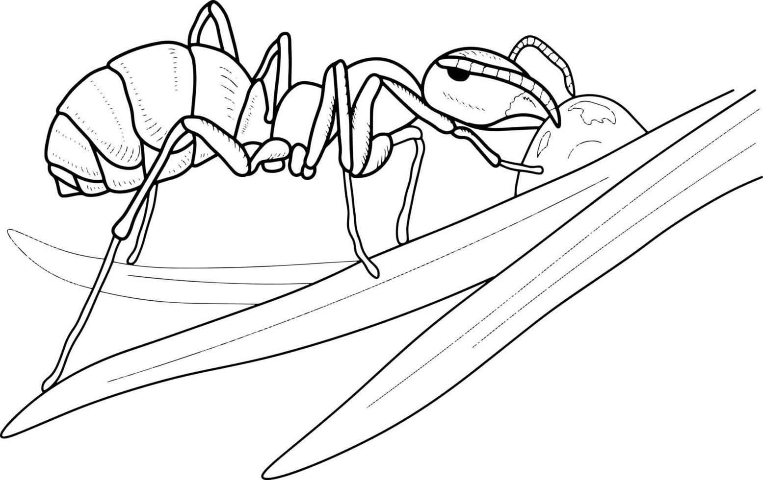 grabado de un boceto de una hormiga-insecto. vector