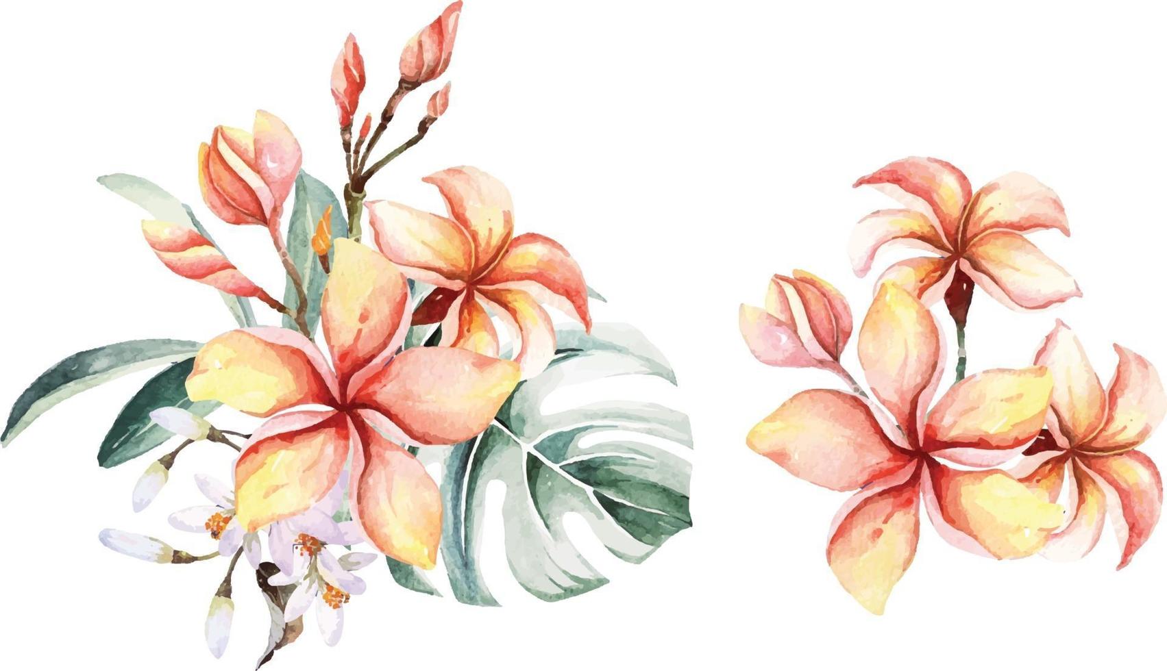 plumeria with watercolor vector