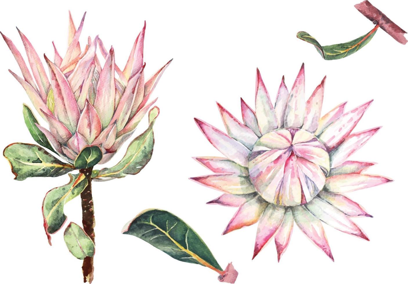 protea with watercolor vector