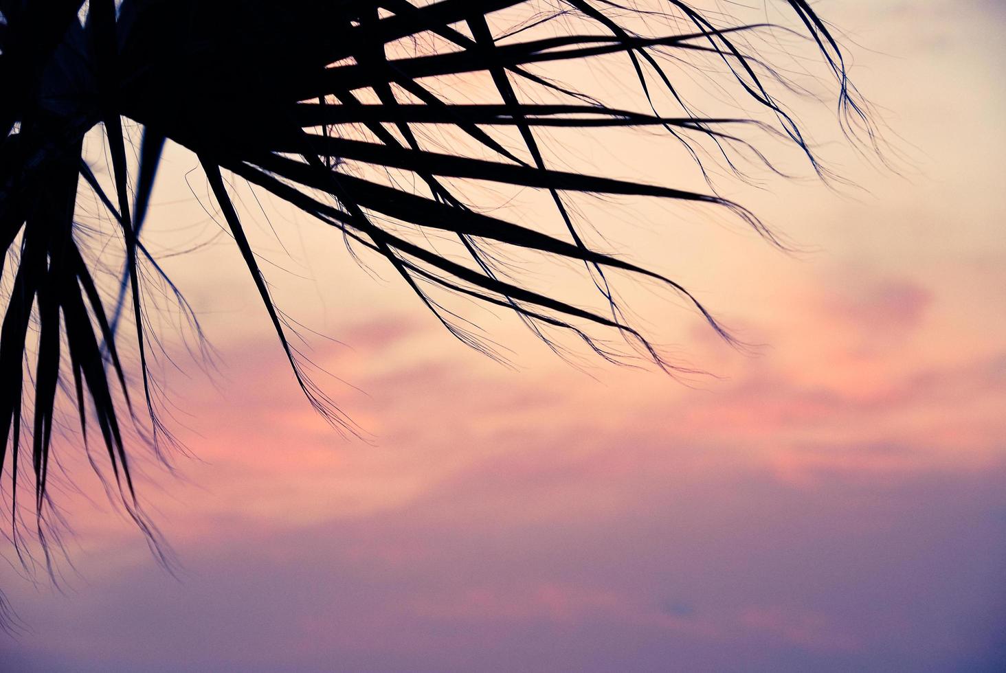 silueta de palmera contra el cielo púrpura del atardecer foto