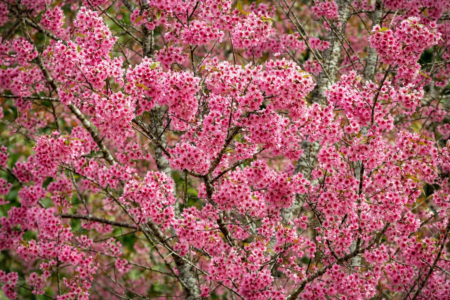 Pink sakura flowers of Thailand blooming in the winter photo