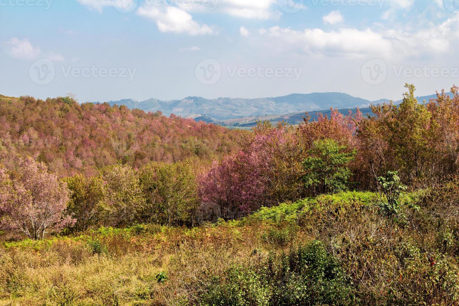 el hermoso campo de flores rosadas en el valle de tailandia foto