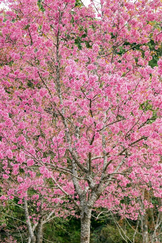 Pink sakura flowers of thailand blooming in the winter photo