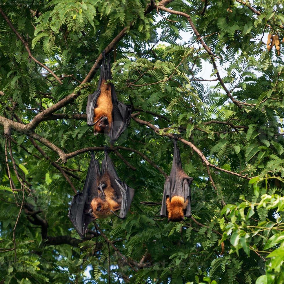 murciélagos frugívoros gigantes en el árbol foto