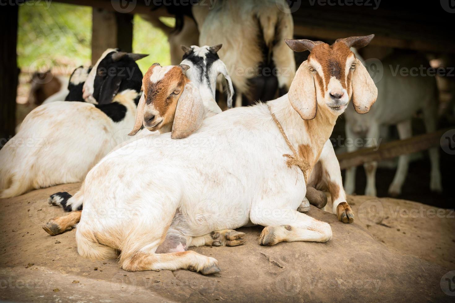 Cute goats resting on the rock in local farm photo