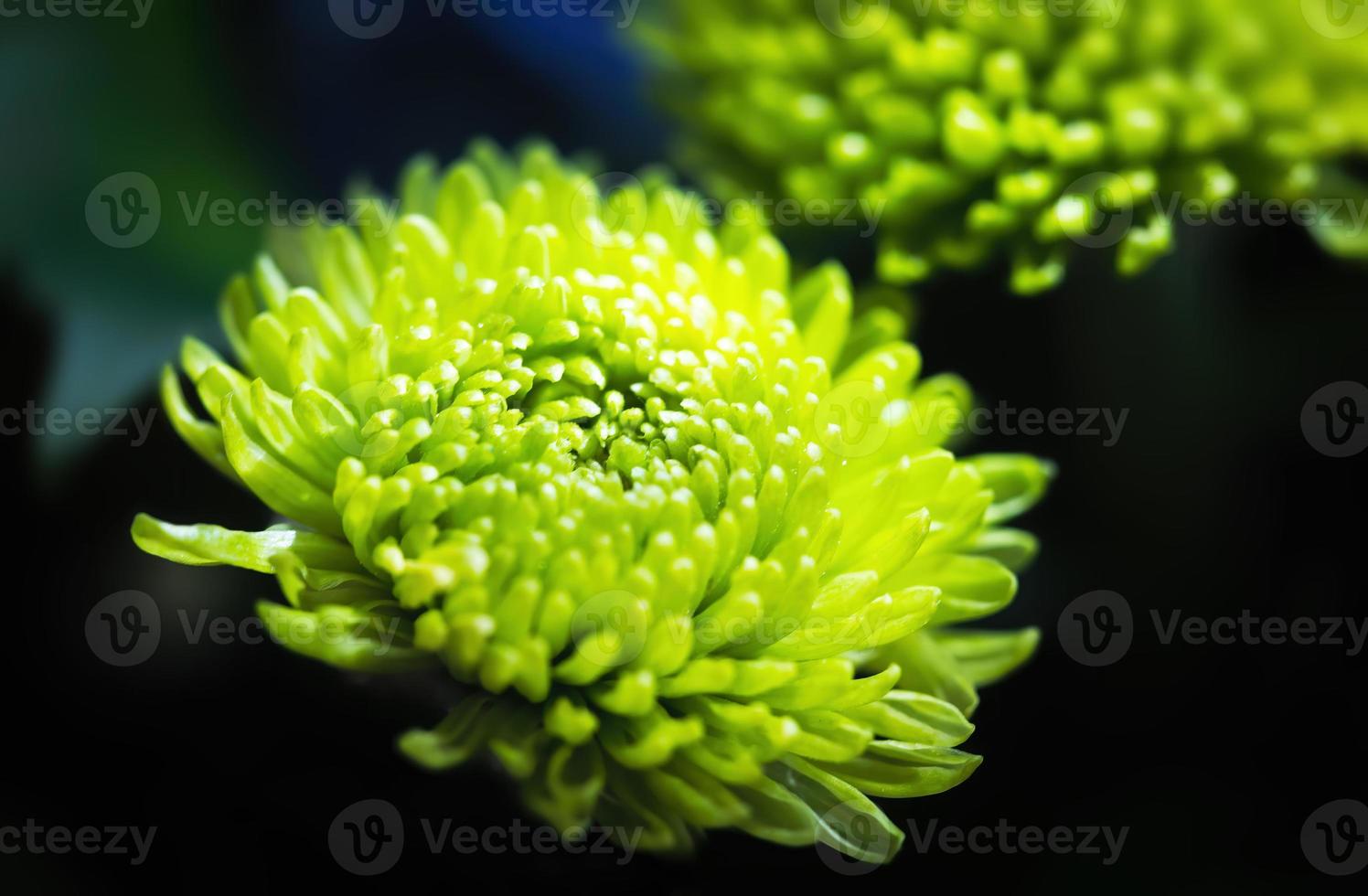 Green dahlia in sunlight photo