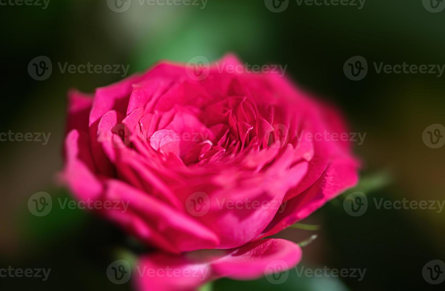 Pink rose in a festive bouquet photo