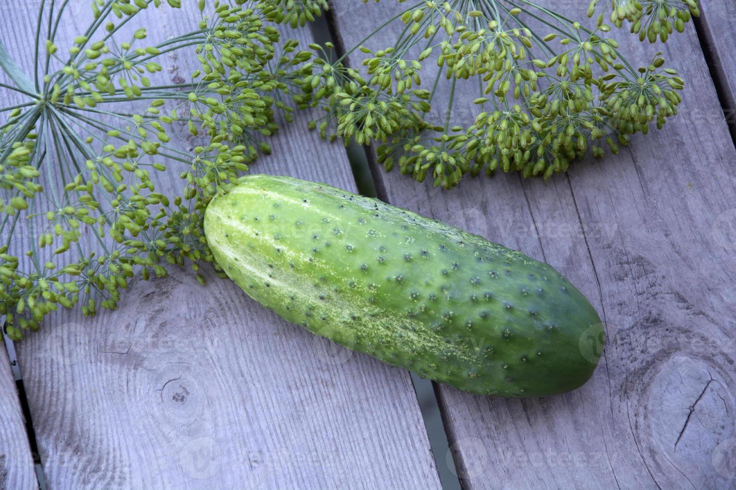 primer plano de pepino. un pepino verde se encuentra junto a los paraguas de eneldo. foto