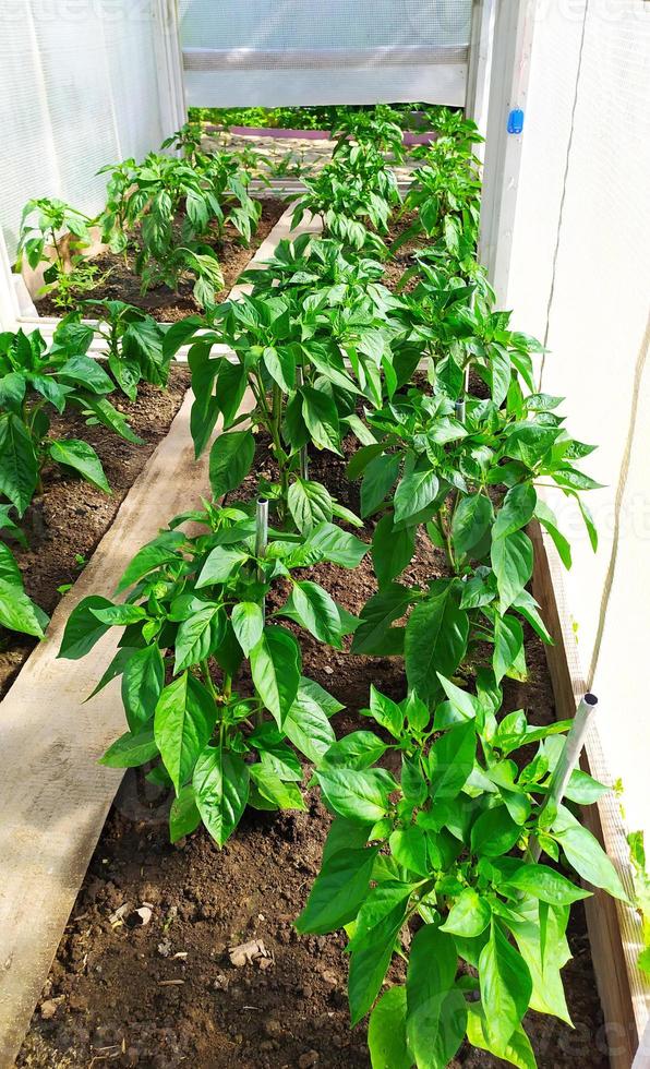 Bulgarian peppers in greenhouse. Young chickens are growing photo