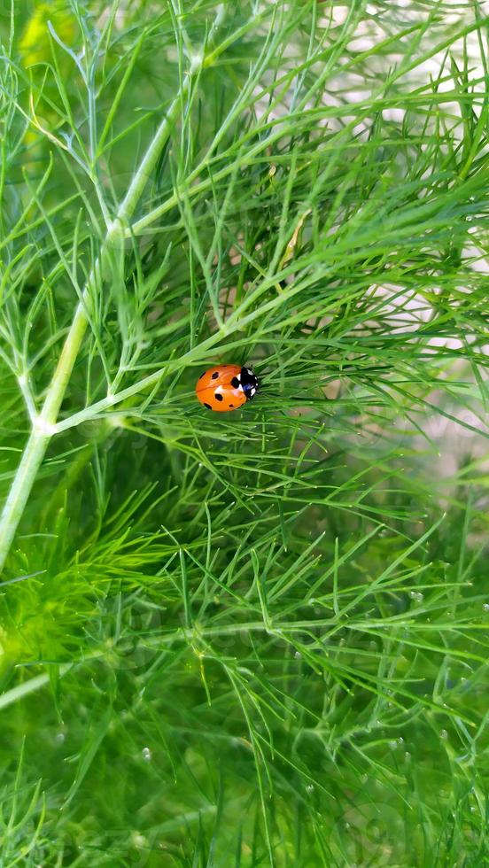 mariquita en un arbusto. un insecto se arrastra a lo largo de una rama verde de eneldo. foto