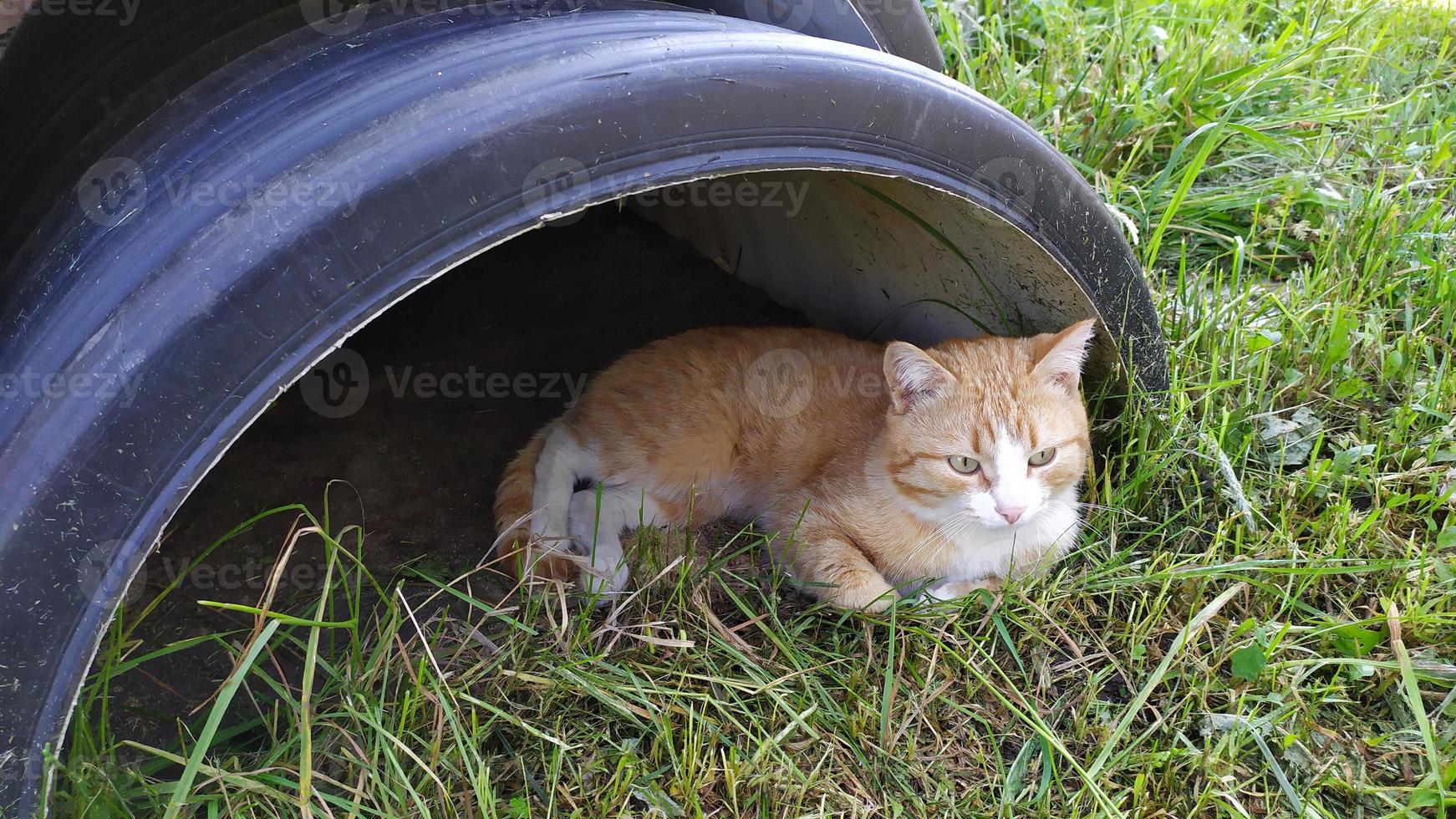 The cat hides from the sun in the shade. A ginger kitten lies photo
