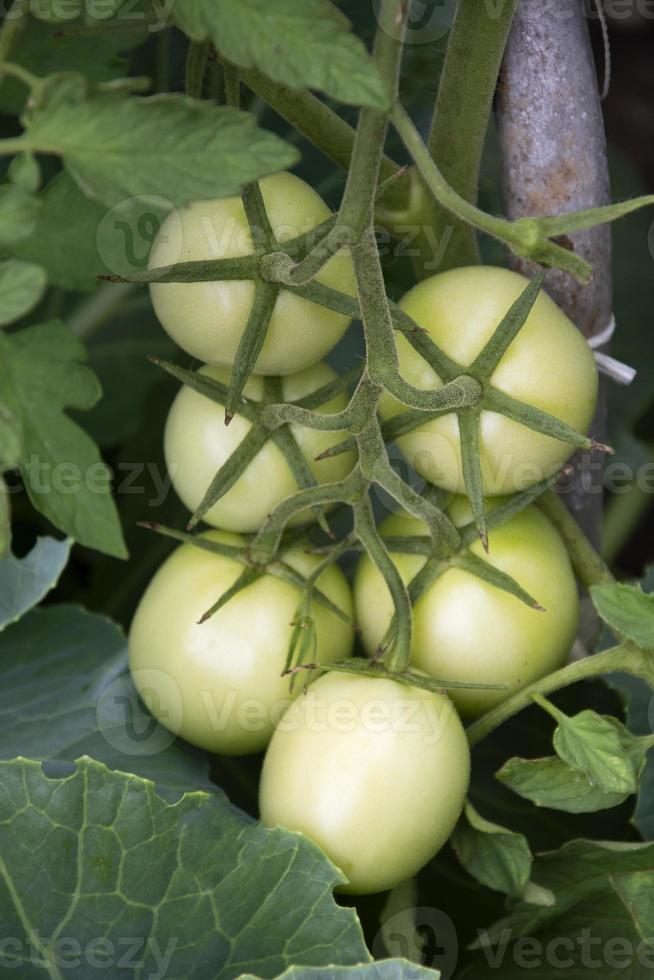 A sprig of green tomatoes. Unripe tomatoes are hanging on a bush photo