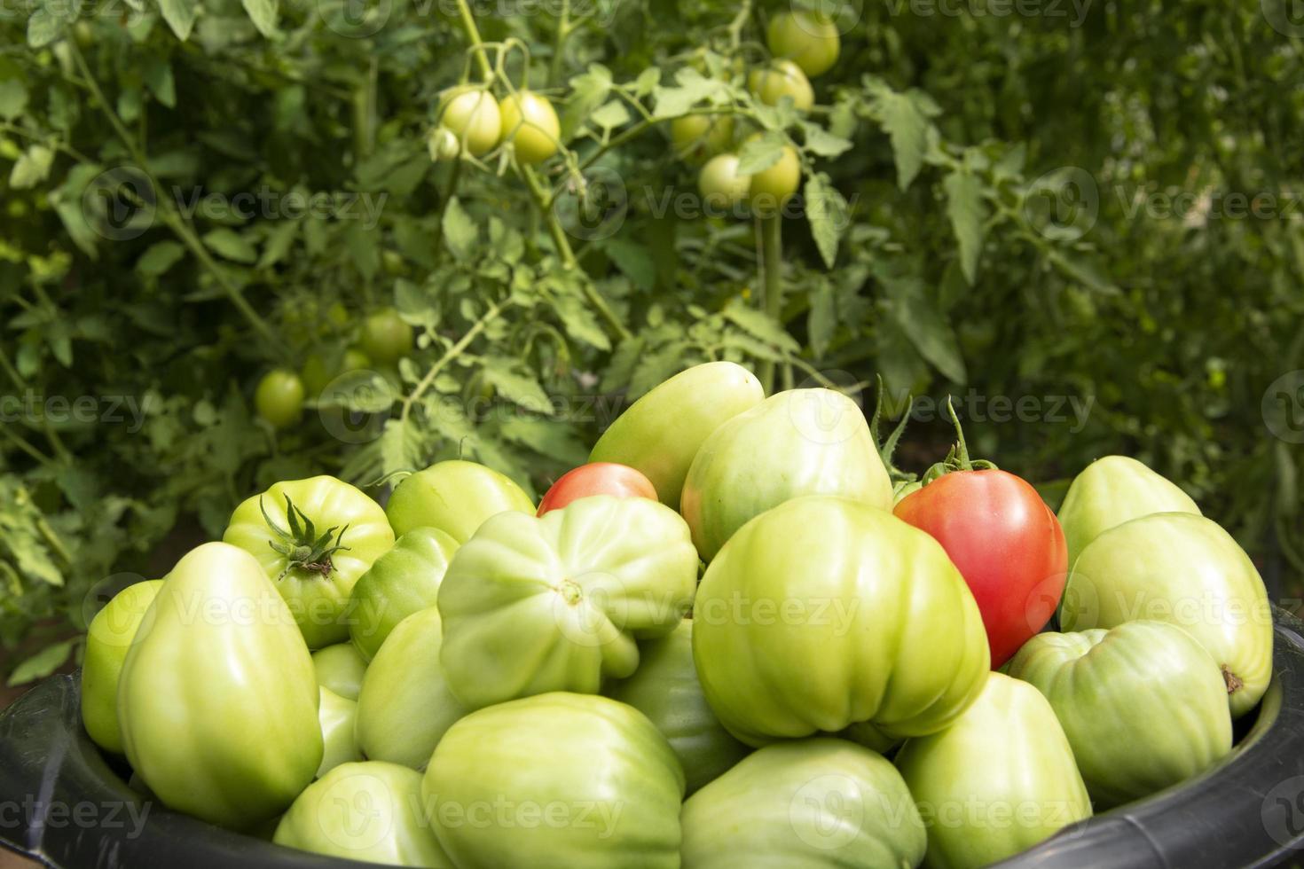 Tomatoes in a basin close-up. Harvesting vegetables in the greenhouse. photo