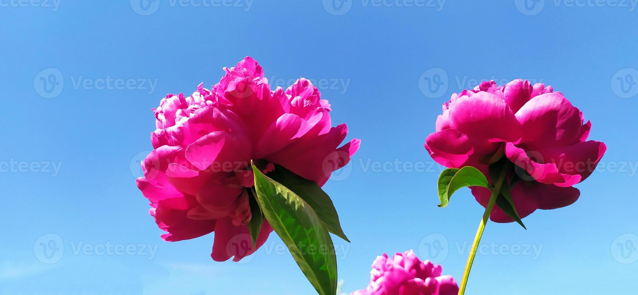 flores de peonía sobre un fondo de cielo azul y sol de verano. foto