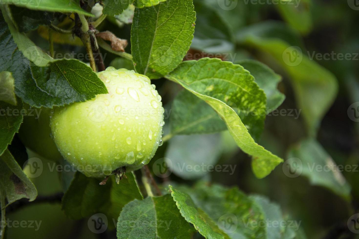 manzanas verdes en un manzano durante la lluvia. gotas de agua foto