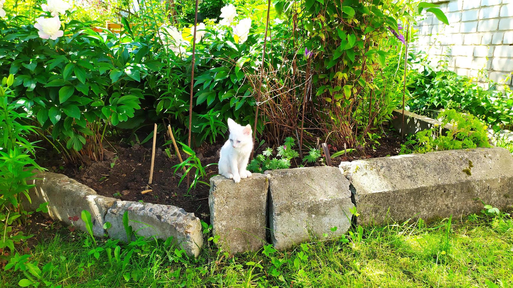 lindo gatito a pasear. pequeño gatito blanco se sienta foto