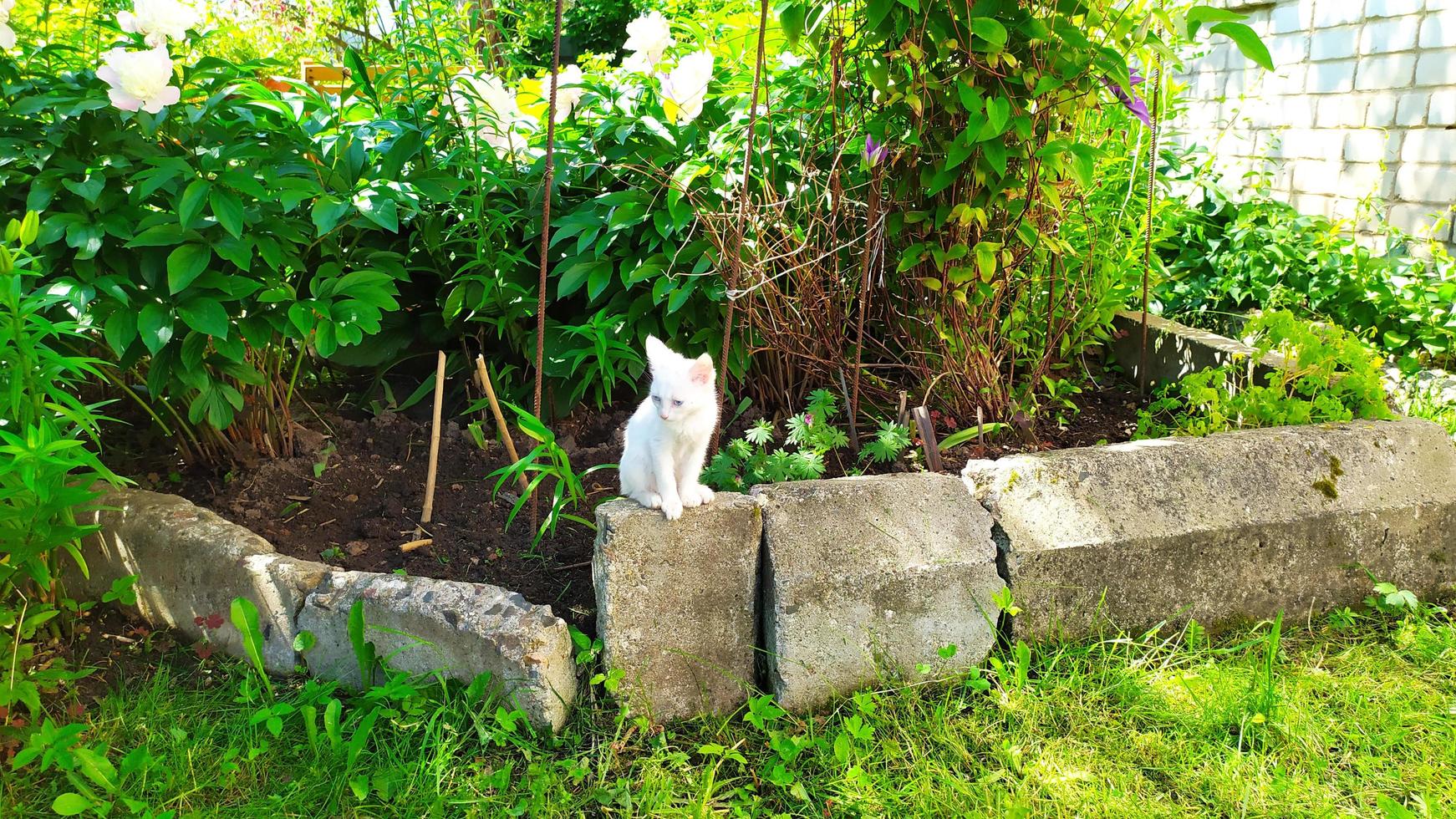 Cute kitten for a walk. White little kitten sits photo