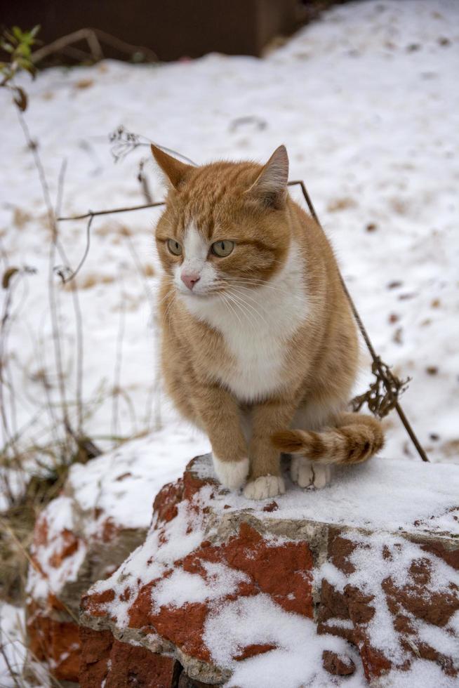 un gato atigrado de jengibre se sienta afuera en un día de invierno. linda mascota de cerca. foto