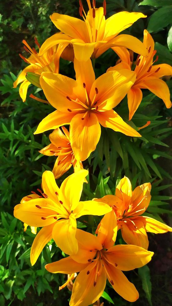 Yellow daylily flower. Yellow flowering shrub in the design photo