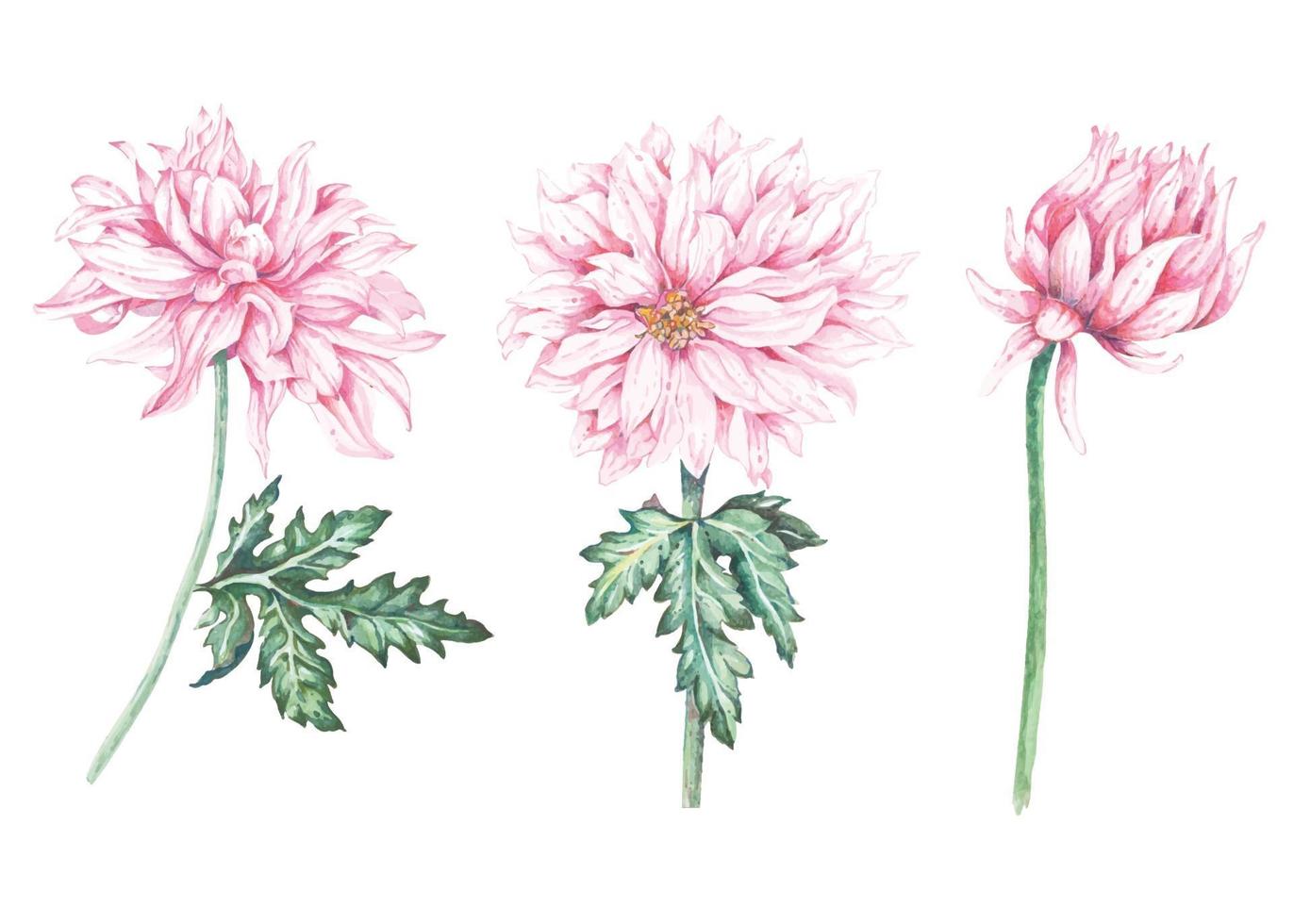 Establecer crisantemo pintado con acuarelas. vector