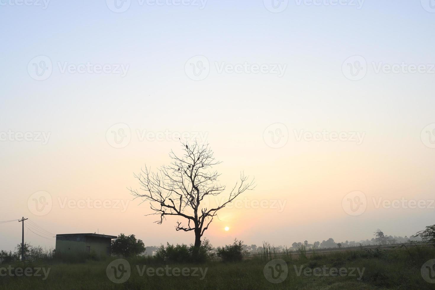 Hermosa vista del amanecer con árboles silueta de Tamil Nadu en India foto