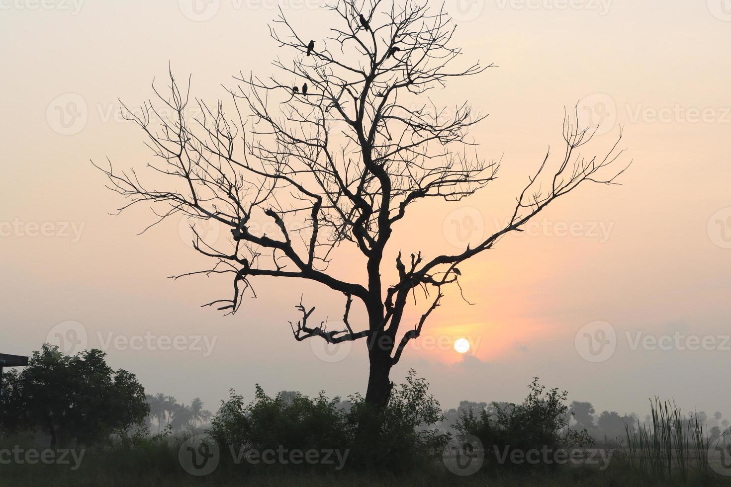 Beautiful view of Sunrise with Trees Silhouette  Tamil Nadu in India photo