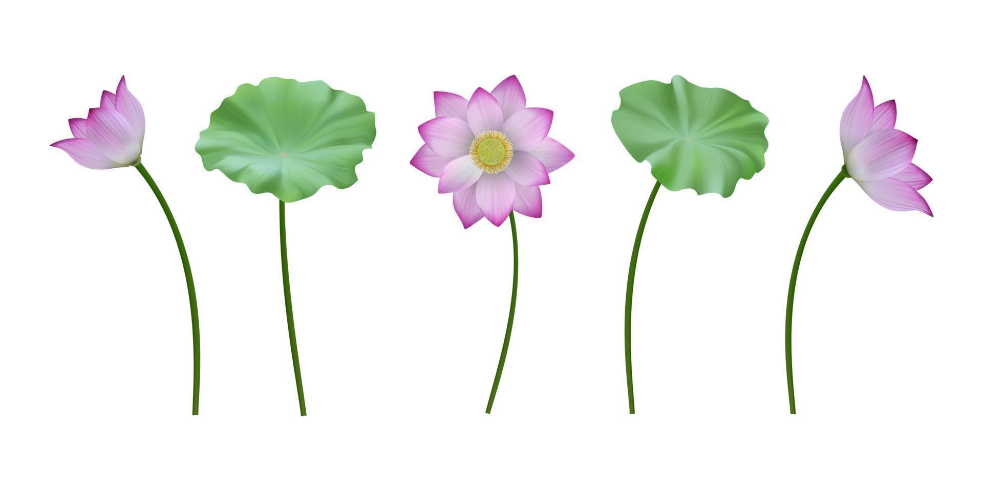 un conjunto de vector realista de flores de loto y hojas