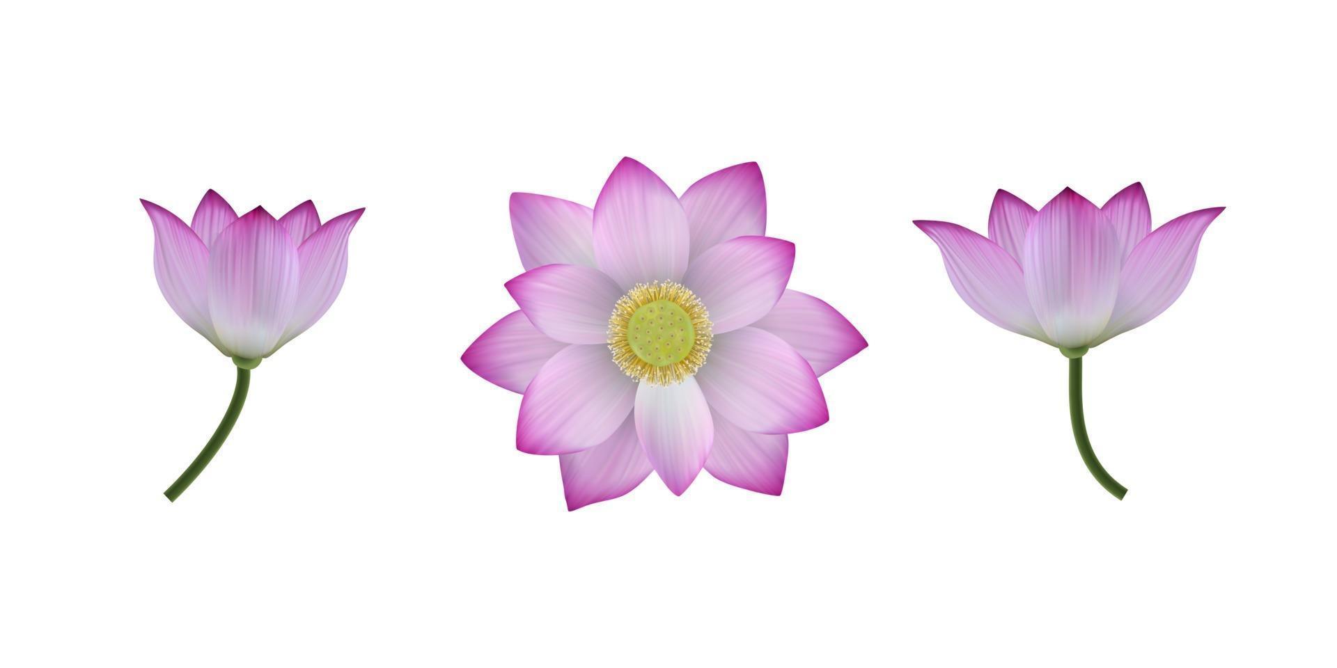 un conjunto de vector de flores de loto realistas