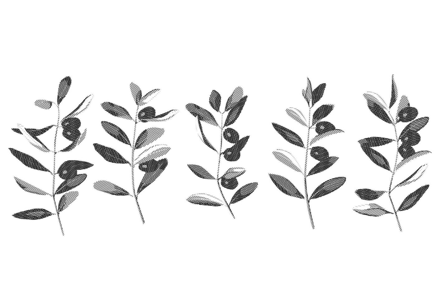 Olives and branches hatching vintage vector set