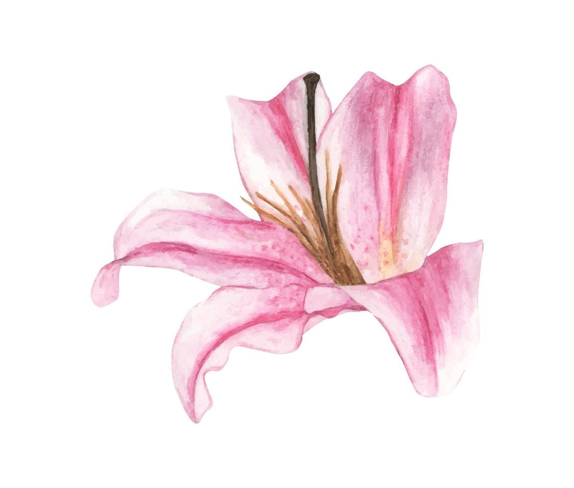 Watercolor of pink lily, Hand drawn illustration of flowers. vector
