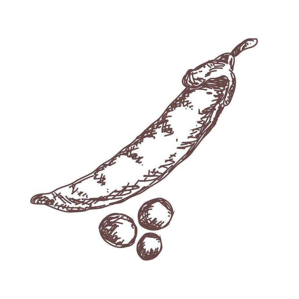 Boceto de dibujo de contorno de guisantes aislado, vintage, banner, verduras vector