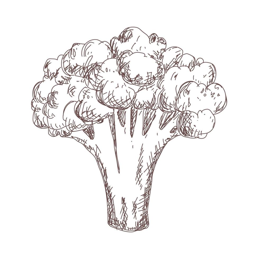 Boceto de dibujo de contorno de coliflor vintage, banner, verduras vector
