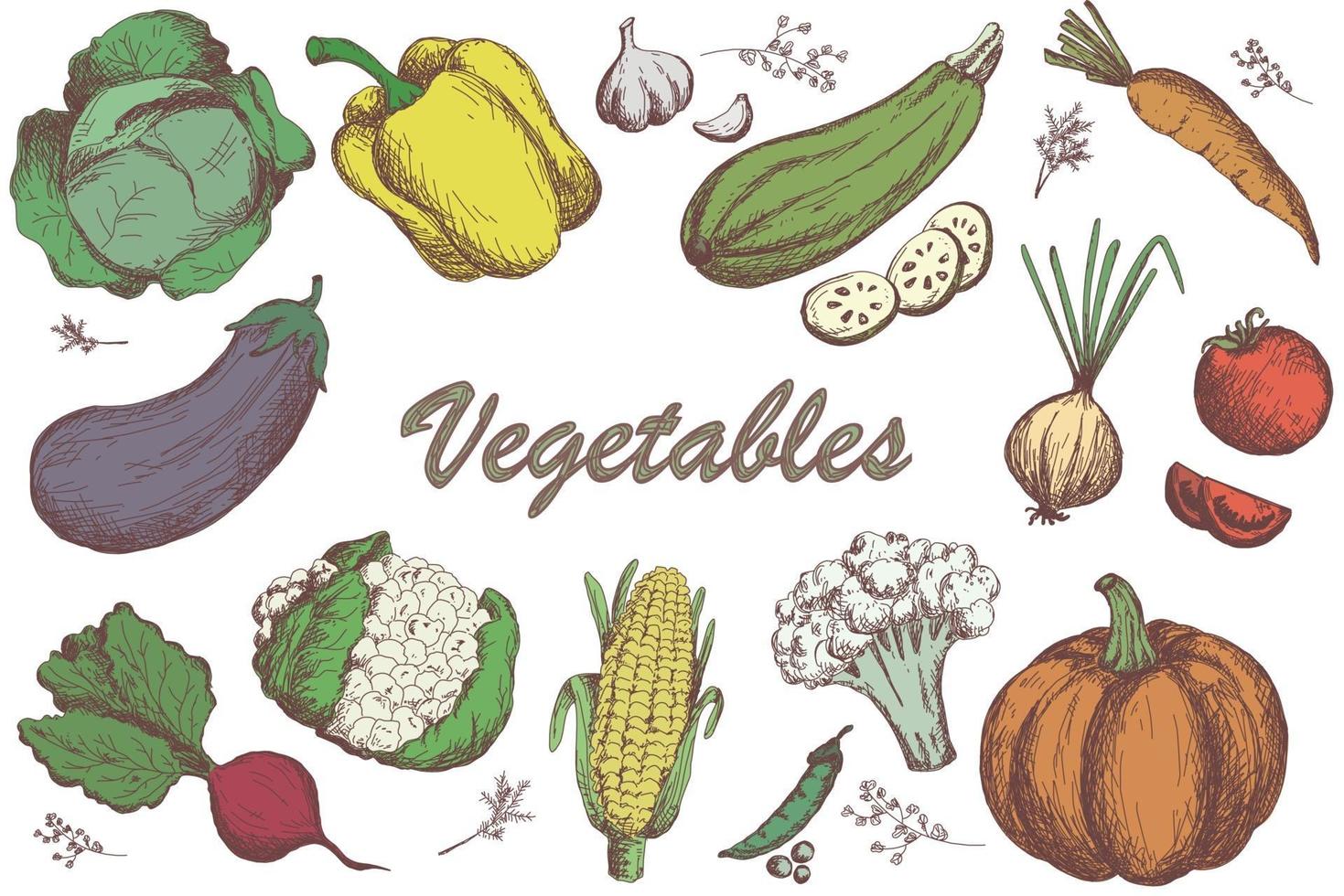 bosquejo conjunto de verduras. colección de hortalizas de jardín vector