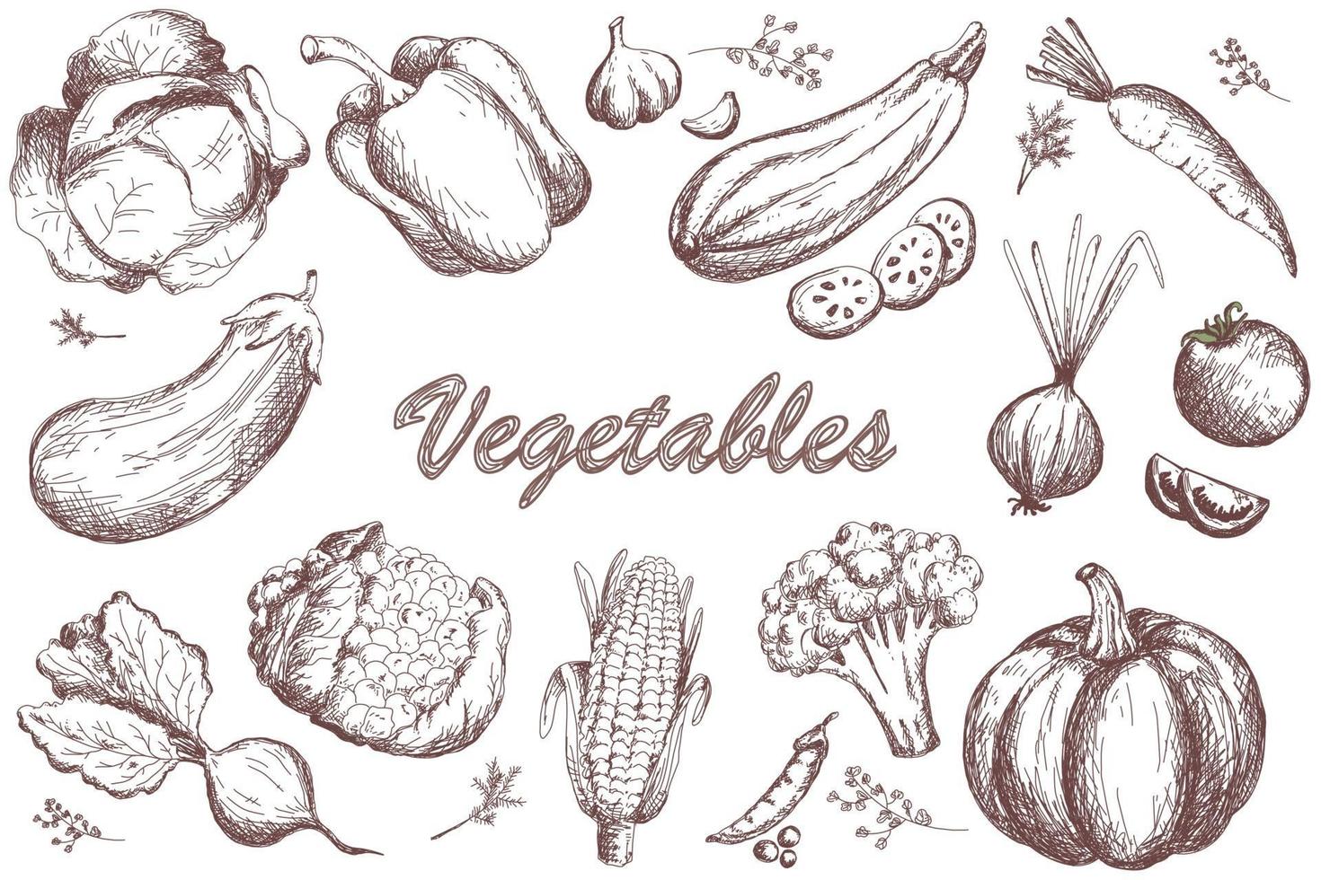 Freehand drawing vegetables. 586075 Vector Art at Vecteezy