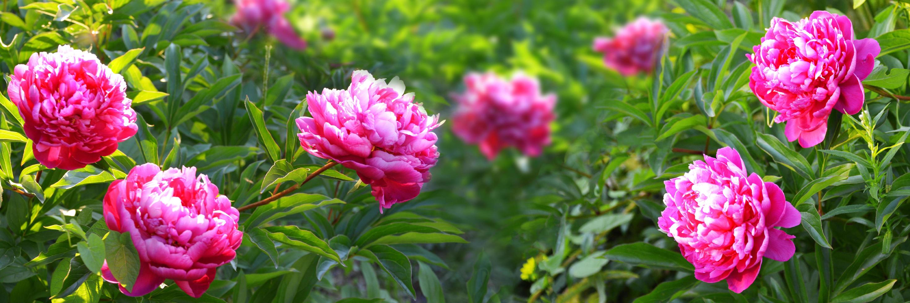 Floral background. Horizontal banner with flowers of peonies i photo