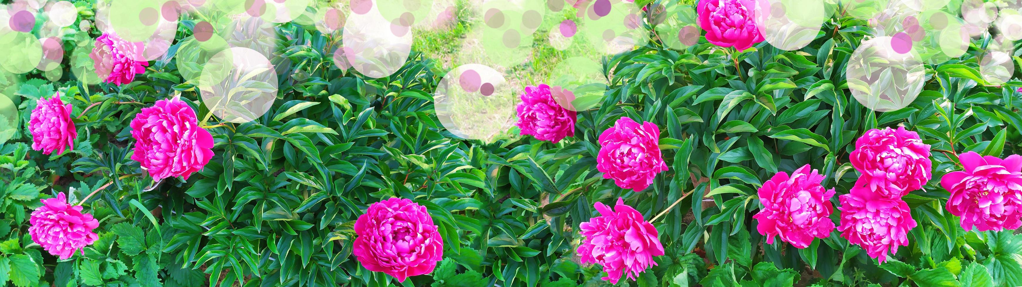 Floral banner of peonies with empty place for text. Flowers of peonies photo