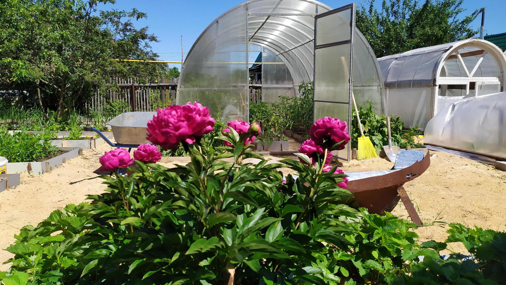 A bush of peonies in the garden against the backdrop photo