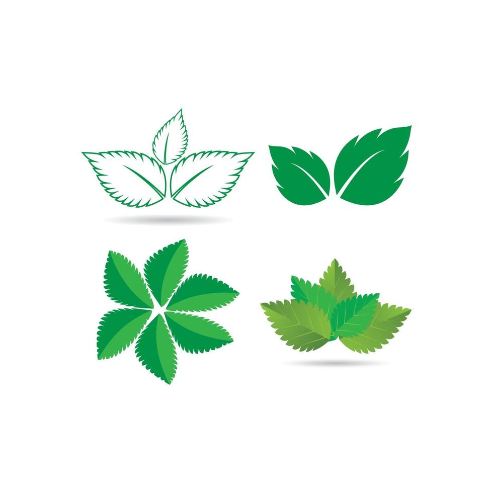 logo de hoja de menta vector