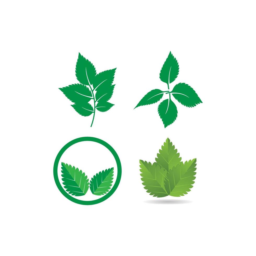 mint leaf logo vector