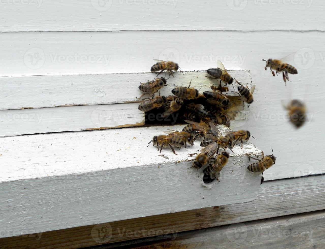 Background hexagon texture, wax honeycomb from a bee hive filled photo