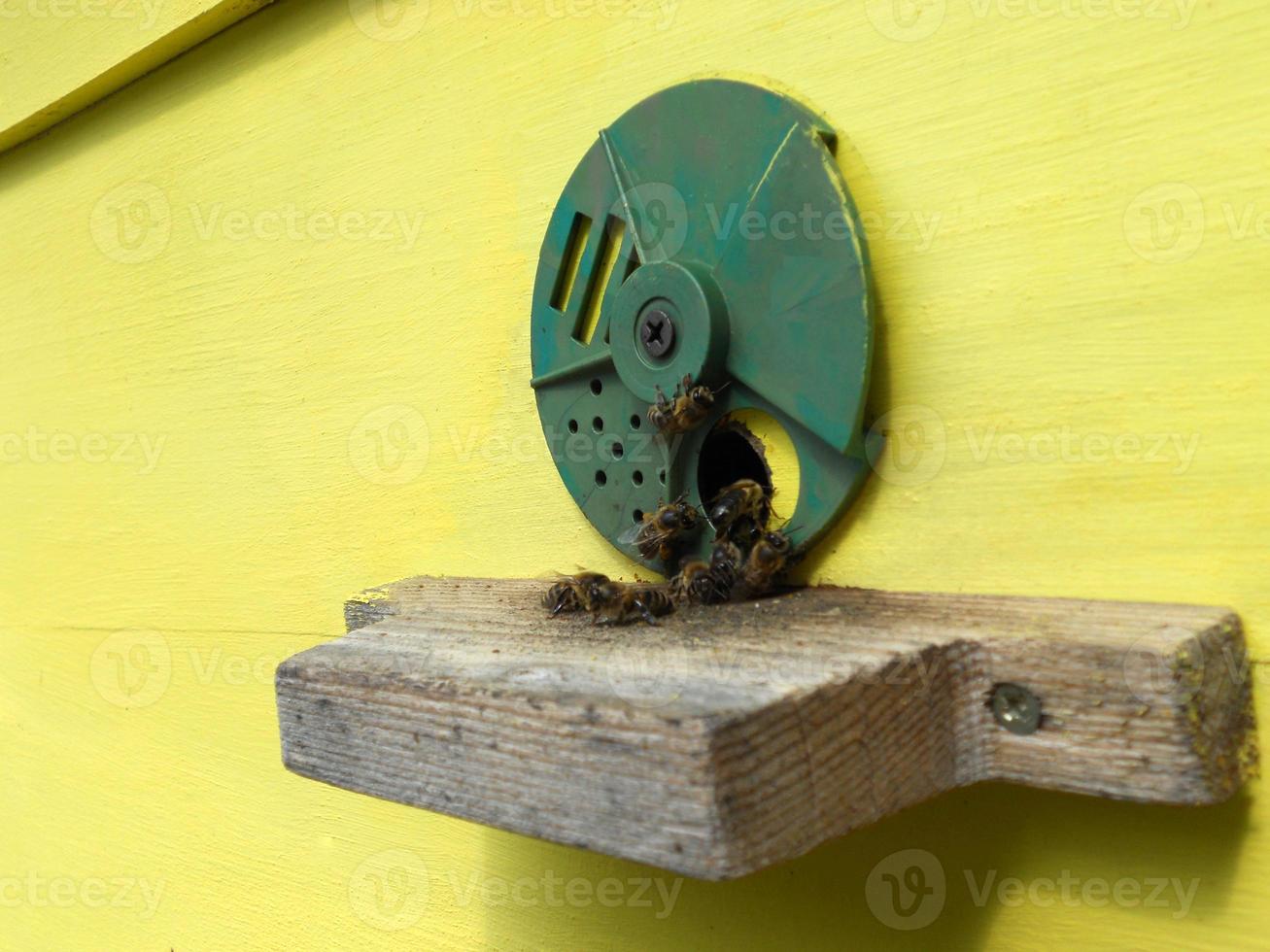 Background hexagon texture, wax honeycomb from a bee hive filled photo