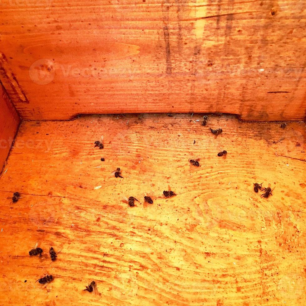 Winged bee slowly flies to beehive collect nectar on private apiary photo