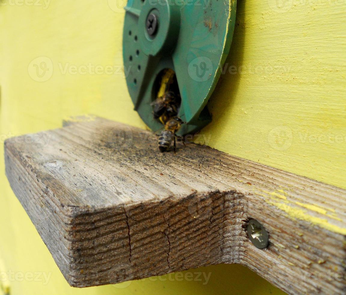 Background hexagon texture, wax honeycomb from a bee hive filled photo