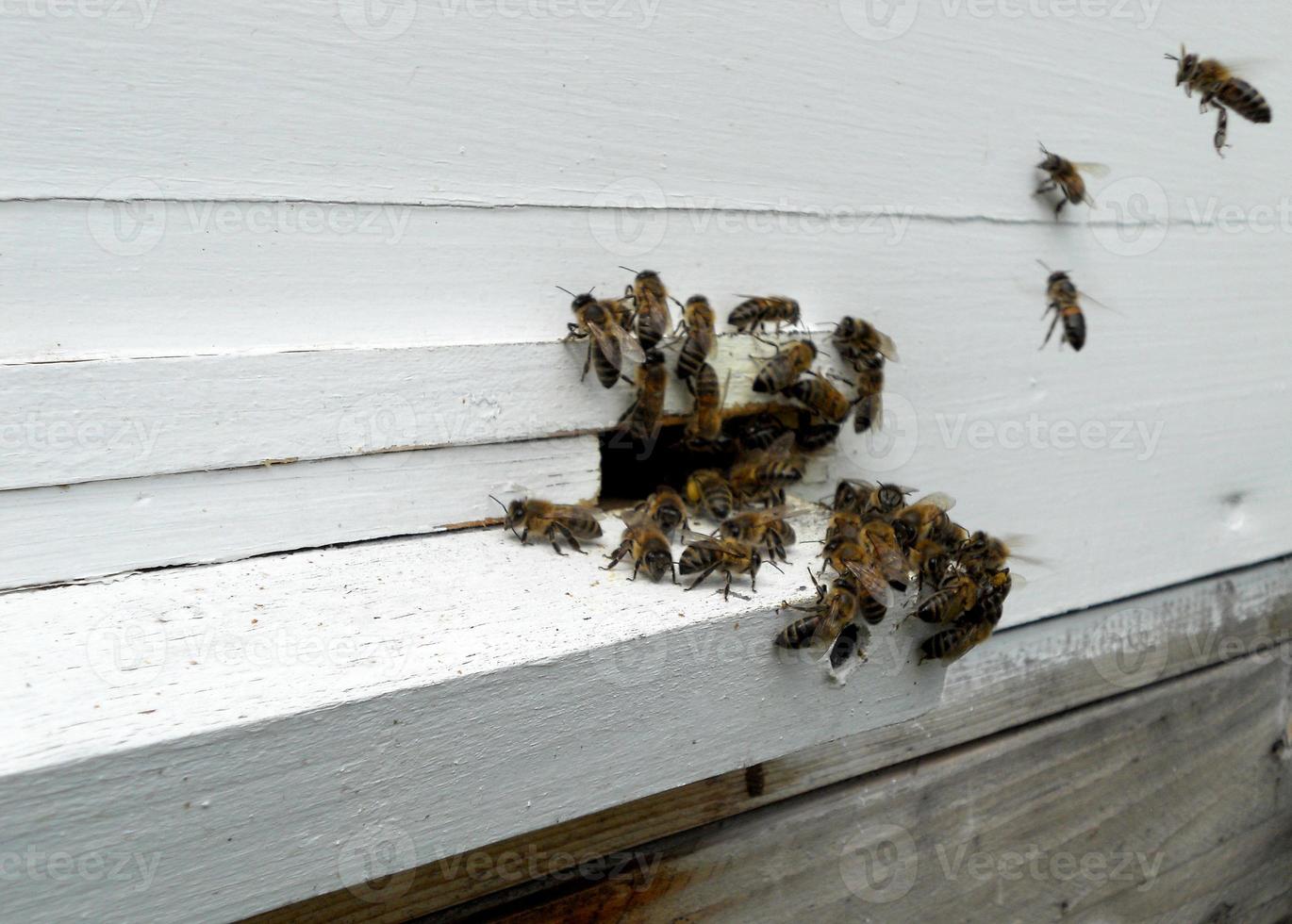 Background hexagon texture, wax honeycomb from a bee hive filled photo