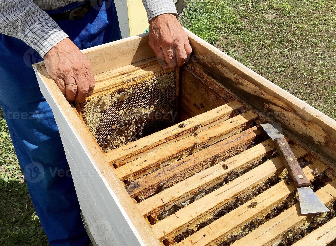 abeja alada vuela lentamente al apicultor recolecta néctar foto