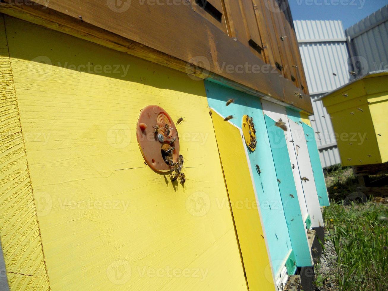 Background hexagon texture, wax honeycomb from a bee hive filled photo