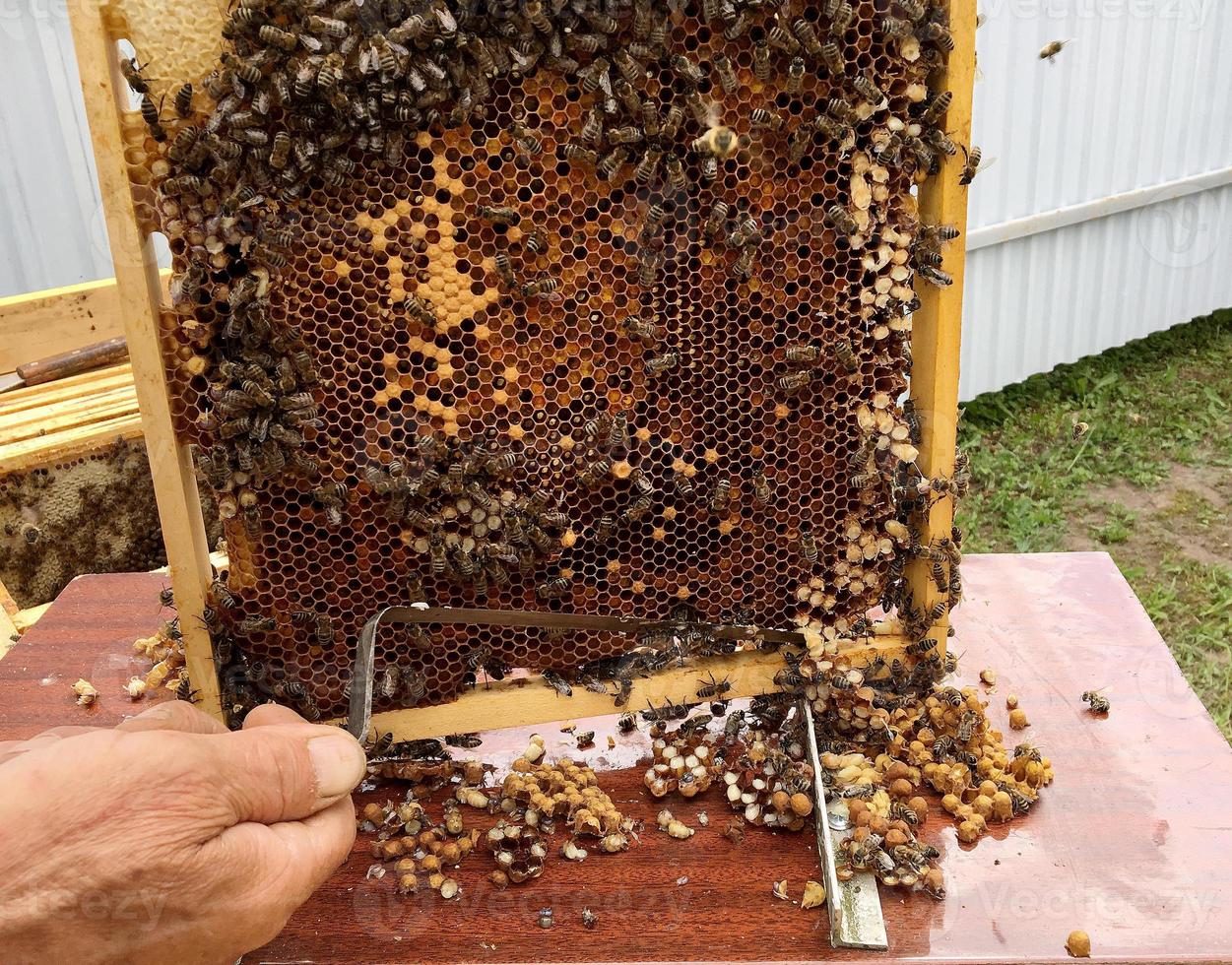 Winged bee slowly flies to beekeeper collect nectar photo