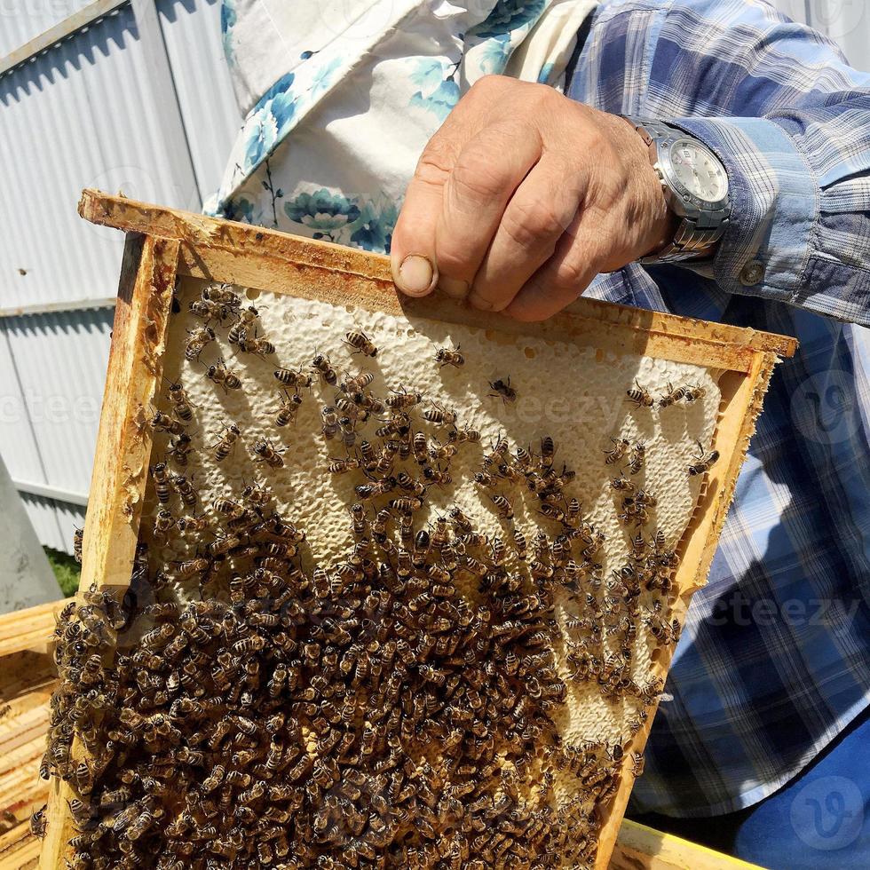 abeja alada vuela lentamente al apicultor recolecta néctar foto