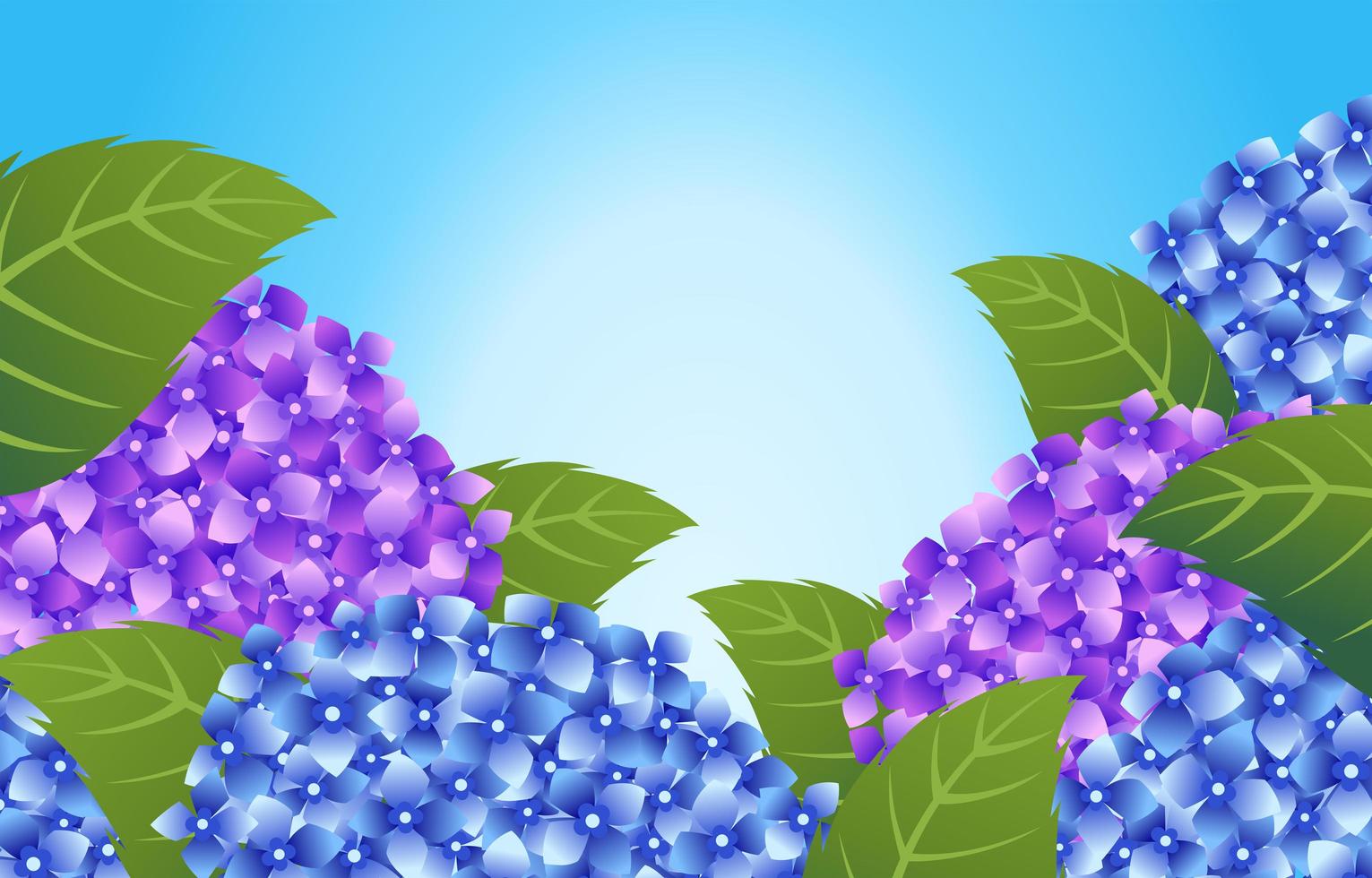 Blooming Hydrangea Flower Background vector