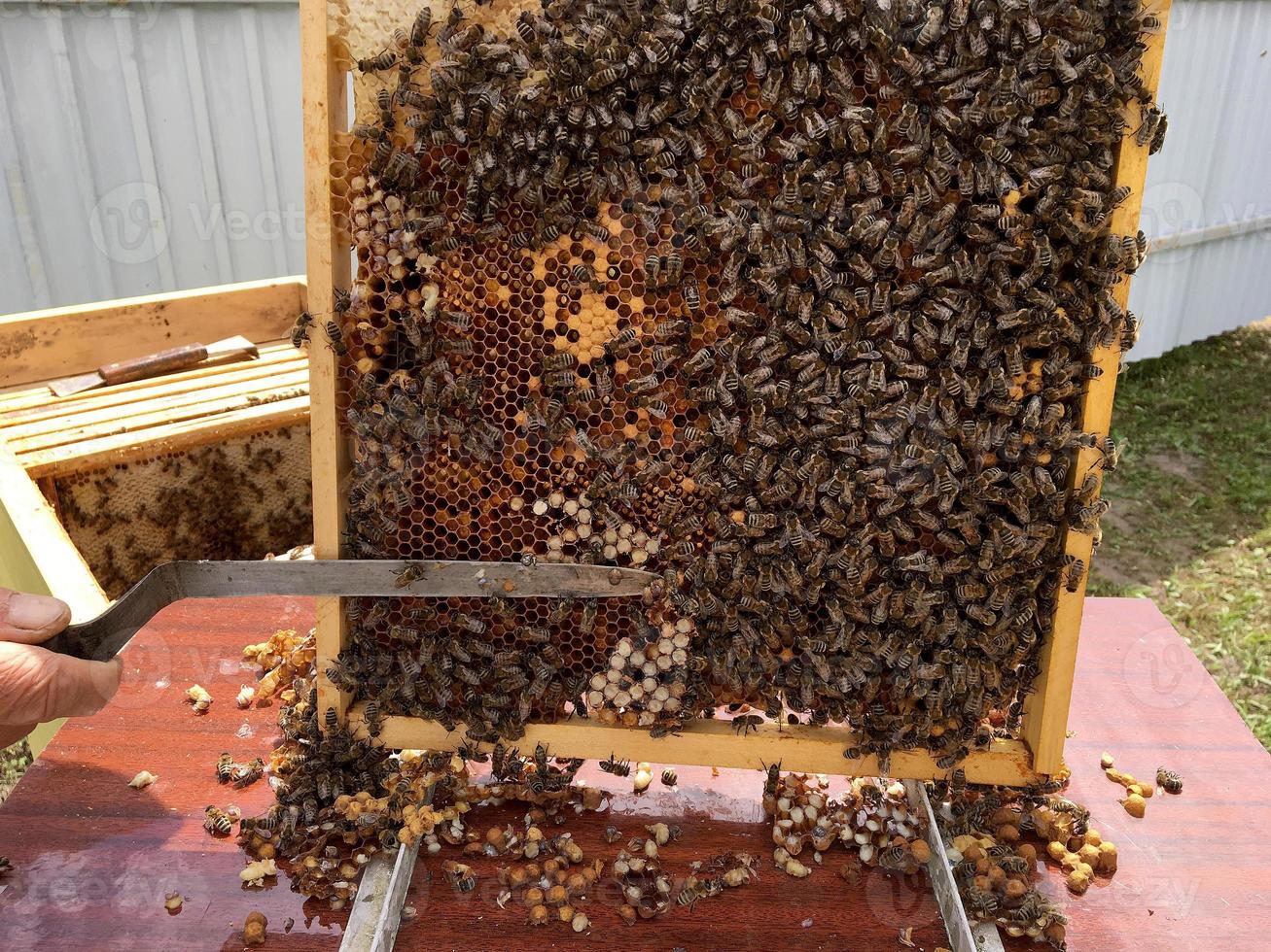 abeja alada vuela lentamente al apicultor recolecta néctar foto